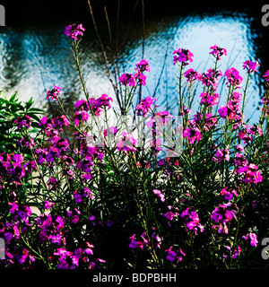 Wild fiori rosa contro acqua increspata Foto Stock