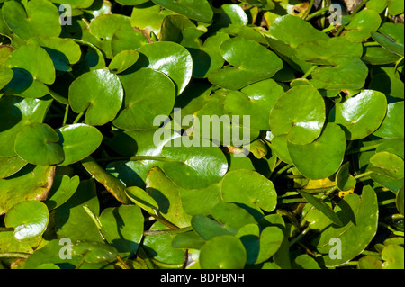 Nymphoides Peltata giallo cuore galleggiante acqua impianto waterplant superficie verde di nuoto Swim coprono stagno giardino del lago cerca Foto Stock