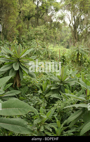 Parco nazionale Vulcani delle Hawaii Foto Stock