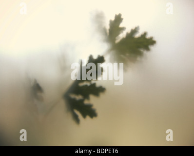 Limone (geranio Pelargonium crispum) in una finestra Foto Stock