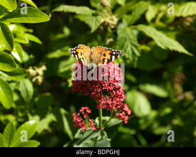 Dipinto di Lady Butterfly su Red valeriana Foto Stock
