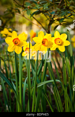 Daffodils growing in a woodland garden, UK, shallow depth of field Foto Stock