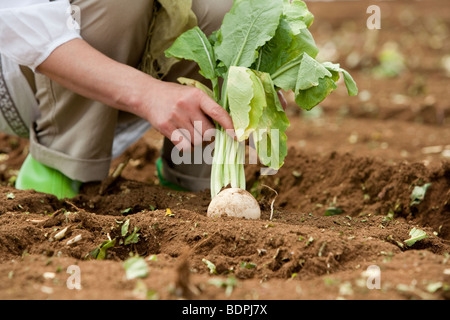 Mano umana della donna matura la mietitura Foto Stock