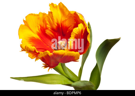 Molla di fiori di tulipani isolati su sfondo bianco Foto Stock