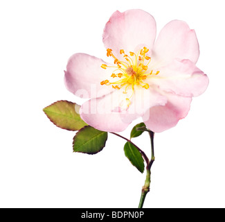 Rosa rosa giardino isolato su un puro sfondo bianco Foto Stock