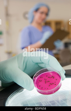 Scienziato analizzando la crescita batterica in un campione Foto Stock