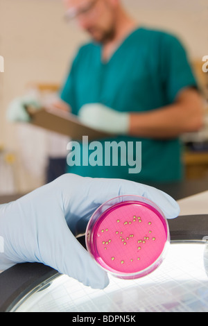 Scienziato analizzando la crescita batterica in un campione Foto Stock