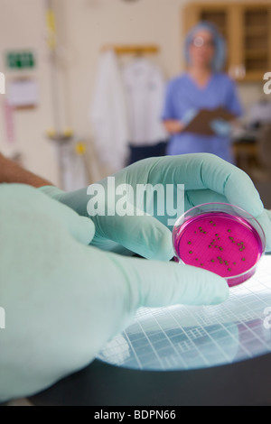 Scienziato positivo analizzare colonie batteriche in un campione Foto Stock