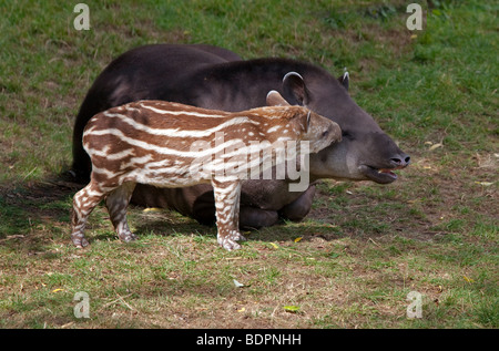 Il tapiro brasiliano madre e polpaccio (Tapirus terrestris) Foto Stock