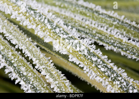 Acorus gramineus 'Ogon' coperto di brina. Foto Stock