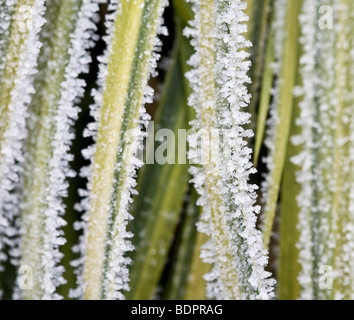 Acorus gramineus 'Ogon' coperto di brina. Foto Stock