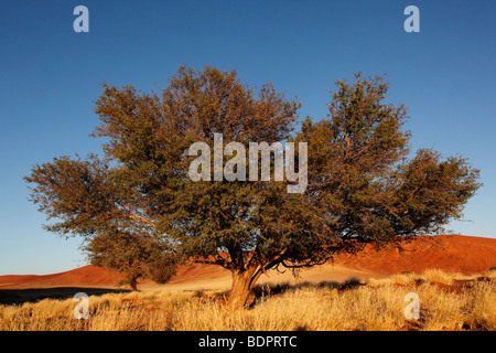 La mattina presto sun su un albero nel deserto del Namib vicino al Sossusvlei in Namibia Foto Stock