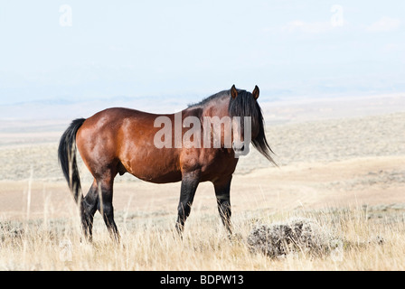 Free Roaming mustang sul picco di McCullough Wild Horse Management Area in Wyoming Foto Stock