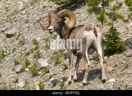 Big Horn ovini maschi sul pendio della montagna, il Parco Nazionale di Banff, Canada Foto Stock