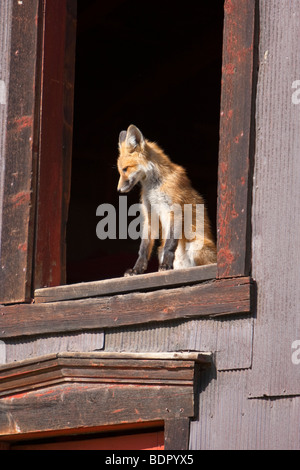 I capretti rosso Kit Fox ensoleillement nella finestra aperta di edificio abbandonato a Breckenridge, Colorado. (Vulpes vulpes vulpes) Foto Stock