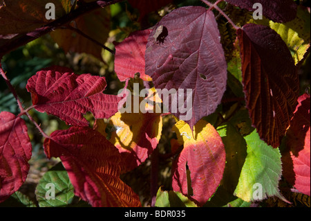 Rovo [Blackberry] (Rubus fruticosa agg.), Colore di autunno Foto Stock