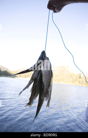 Per le trote fresche catturati in un lago da pescatori, tenendo in mano la sua cattura nella parte anteriore dell'acqua Foto Stock