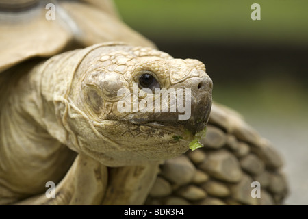 African spronato tartaruga nel deserto Foto Stock