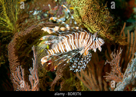 Un bellissimo leone nuotare tra i coralli molli e gorgonie, sott'acqua. Questi pesci sono velenose spine dorsali. Foto Stock