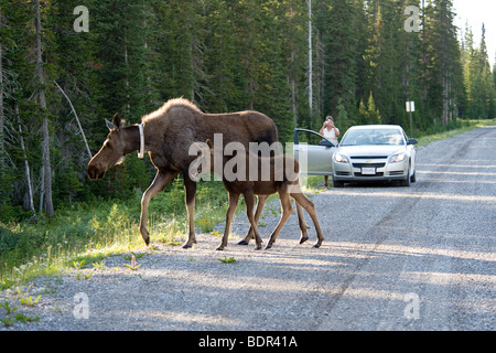 Madre di alci e croce di vitello Spray strada dei laghi nelle Montagne Rocciose Canadesi, Alberta, Canada Foto Stock