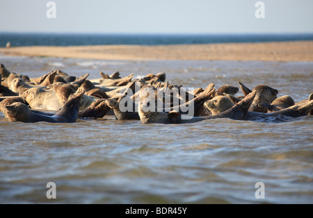 Le guarnizioni di tenuta del porto lottano per rimanere su un sandbank in una marea crescente al punto Blakeney, North Norfolk, Inghilterra Foto Stock