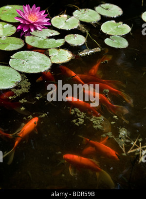 Koi o oro di pesce in un laghetto con un giglio di acqua Foto Stock