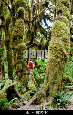 Hall di muschi trail, Hoh Rain Forest, il Parco Nazionale di Olympic, Washington, Stati Uniti d'America Foto Stock