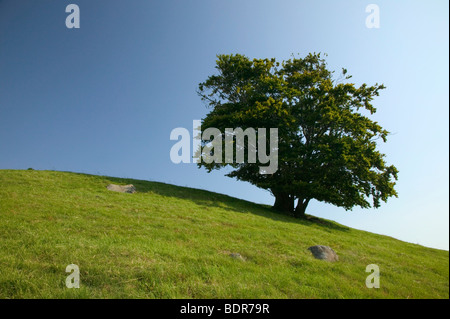 Un albero su una verde collina della Svezia. Foto Stock