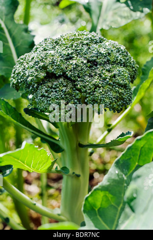 Broccoli crescono nel giardino di casa Foto Stock