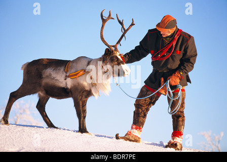 Un Laplander e una renna, Lapponia, Svezia. Foto Stock