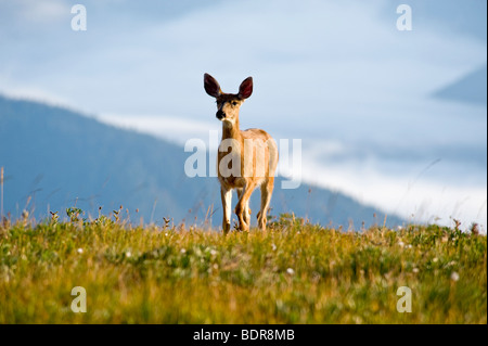 Il cervo a Hurricane Ridge, il Parco Nazionale di Olympic, Washington, Stati Uniti d'America Foto Stock