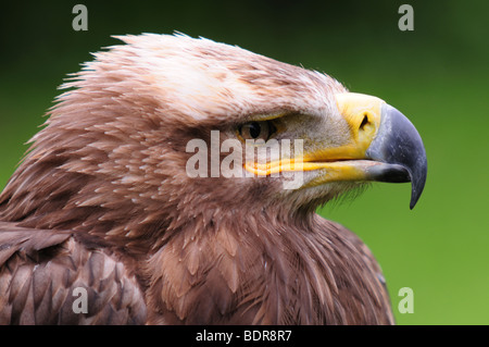 Steppa russa Eagle Foto Stock