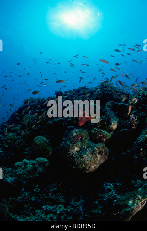 Scena subacquea di una barriera corallina circondata da crimson orate, Iriomote Isola, Yaeyama Prefettura di Okinawa in Giappone Foto Stock