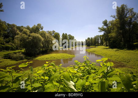 In estate, un 'Boire' abbastanza vicino al fiume Allier (Francia). En Eté, une Boire à proximité de la Rivière Allier (Francia). Foto Stock