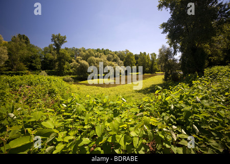 In estate, un 'Boire' abbastanza vicino al fiume Allier (Francia). En Eté, une Boire à proximité de la Rivière Allier (Francia). Foto Stock