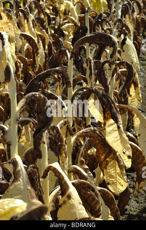 Burley piante di tabacco di morire con gambo nero fungo Foto Stock