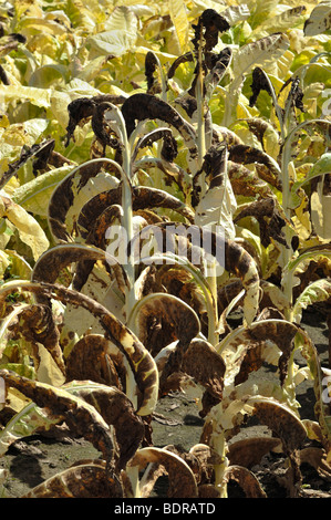 Burley piante di tabacco di morire con gambo nero fungo Foto Stock