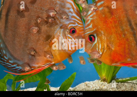 Pompadour diskus diskusfish pesce rosso marrone SANTAREM DISCUS Cichlid pesce con nido di spawn uova mothering berlina di razza da cova bree Foto Stock