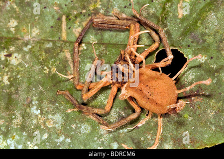 Spider parasitized da Cordyceps fungo nell'Amazzonia ecuadoriana Foto Stock