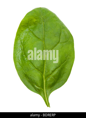 Baby spinaci foglie unico cuoco insalata verde di cottura alimenti greenfood pack imballate in plastica pellicola folie spinat veggi ortaggi freschi Foto Stock