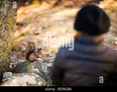 Ragazza guardando uno scoiattolo Foto Stock