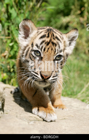 Sumatratiger, Jungtier, Sumatra-Tiger, Panthera tigris sumatrae, tigre di Sumatra Foto Stock