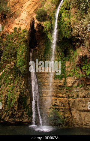 Israele, il Deserto della Giudea, David cascata di Ein Gedi Foto Stock