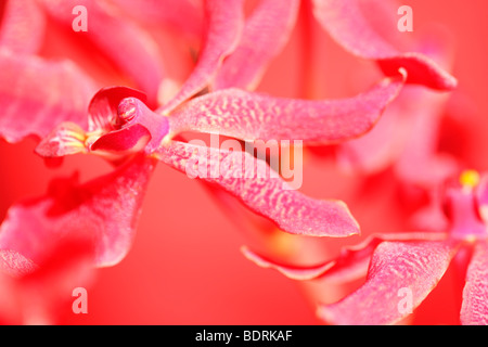 Incredibile azima mokara orchid - fine art Jane-Ann fotografia fotografia Butler JABP573 Foto Stock