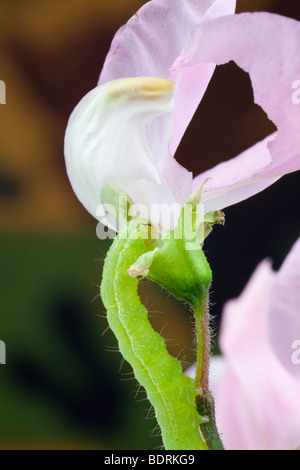 La Gran Bretagna UK. Crochet verde caterpillar alimentazione su un pisello dolce fiore in close-up Foto Stock