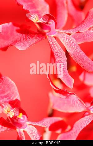 Incredibile azima mokara orchid - fine art Jane-Ann fotografia fotografia Butler JABP570 Foto Stock
