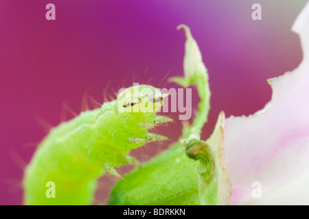 La Gran Bretagna UK. Crochet verde caterpillar alimentazione su un pisello dolce fiore in macro close-up Foto Stock