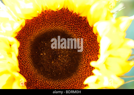 Colpisce impressionante testa di girasole - fine art Jane-Ann fotografia fotografia Butler JABP583 Foto Stock