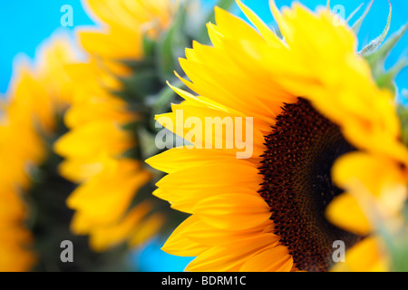 Un gruppo di bellissimi girasoli in uno stile contemporaneo - arte fotografia maggiordomo Jane-Ann fotografia JABP586 Foto Stock