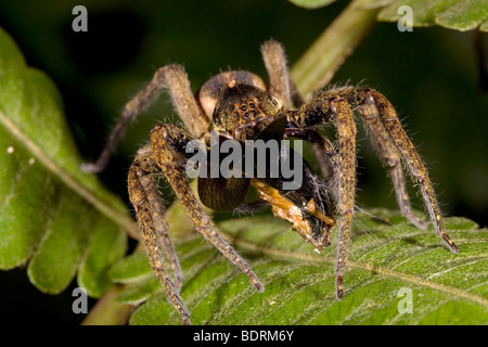 Girovagando spider (Famiglia ctenidae) alimentazione in Amazzonia ecuadoriana Foto Stock